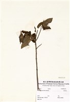 藏品(玉葉金花)的圖片